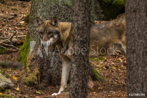 Picture of Wolf in Srni